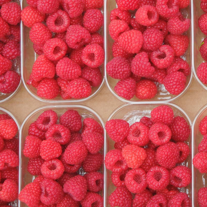 Rubus idaeus Paris - Raspberry (Harvest)