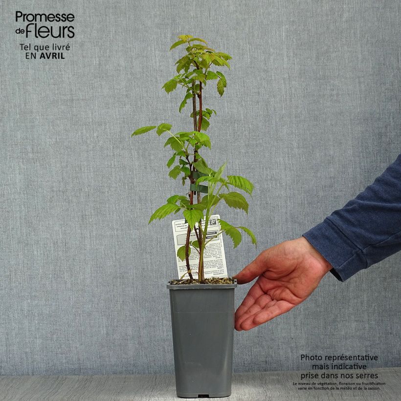Organic Raspberry Paris- Rubus idaeus 1.5L/2L pot, ClumpShipped height around 30/40cm sample as delivered in spring