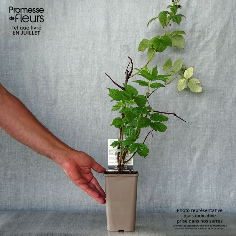 Rubus idaeus Paris - Raspberry 1L/1.5L pot, Clump sample as delivered in summer