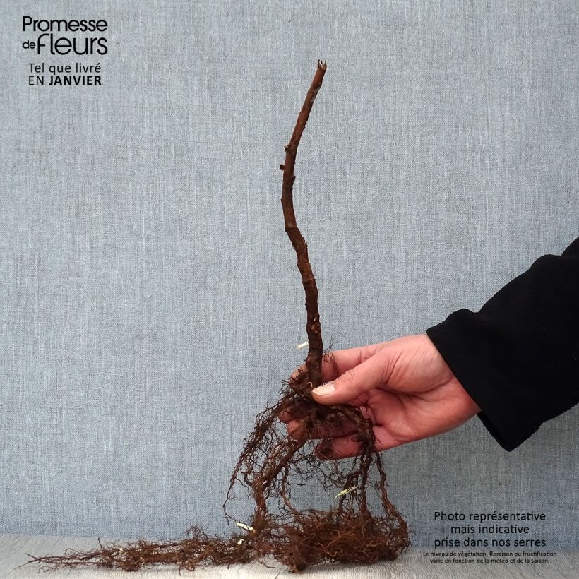 Rubus idaeus Paris - Raspberry Bare root, Clump sample as delivered in winter