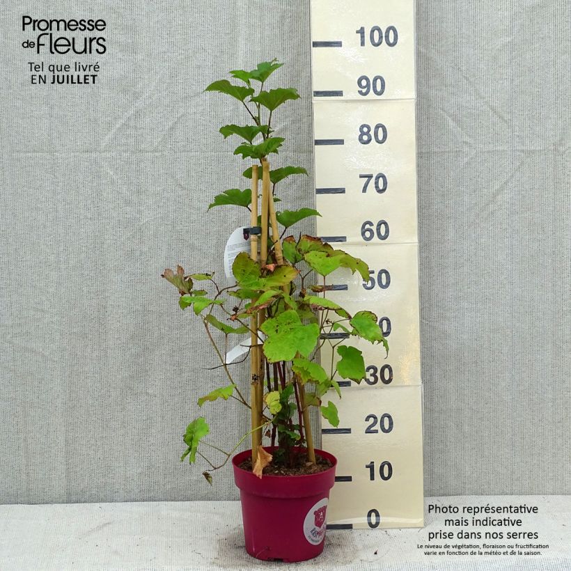 Rubus idaeus Raspbeary - Raspberry 4L/5L pot, Clump sample as delivered in summer