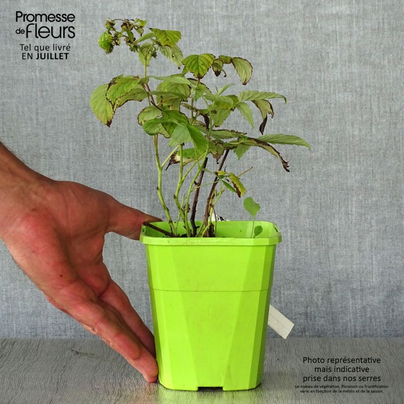Raspberry Rustica- Rubus idaeus 1L/1.5L pot, Clump sample as delivered in summer