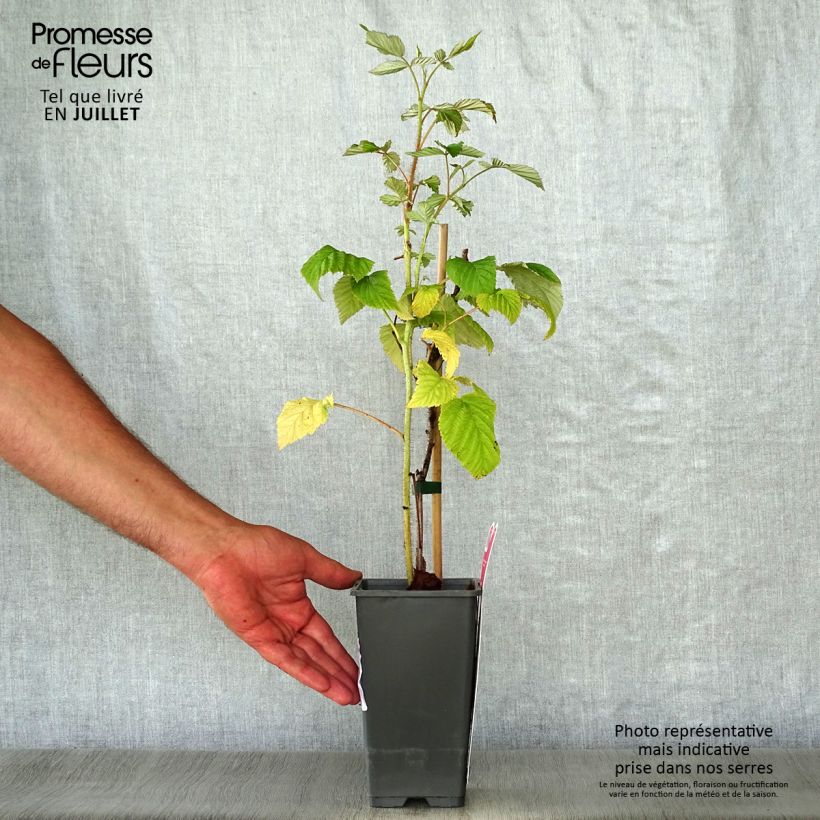 Raspberry Schönemann - Rubus idaeus 1.5L/2L pot, Bush sample as delivered in summer
