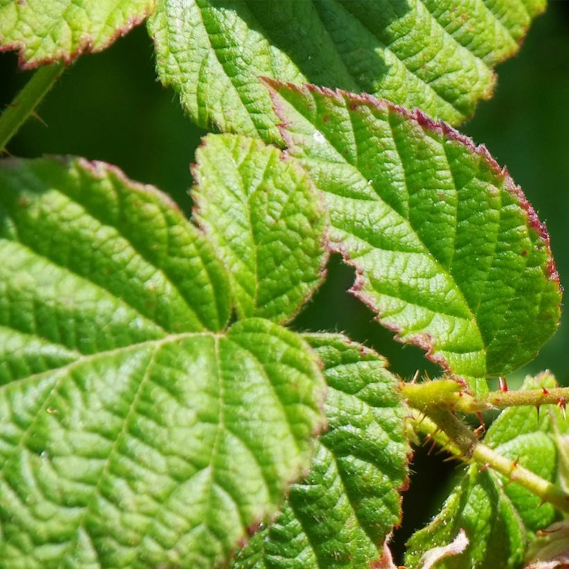 Raspberry Schönemann - Rubus idaeus (Foliage)