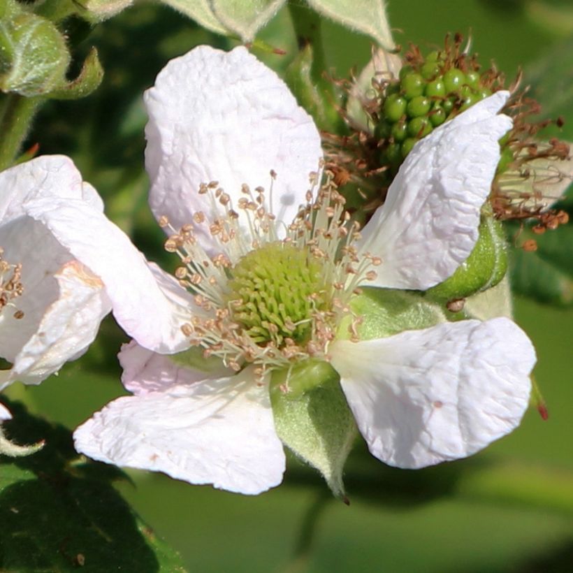 Raspberry Schönemann - Rubus idaeus (Flowering)