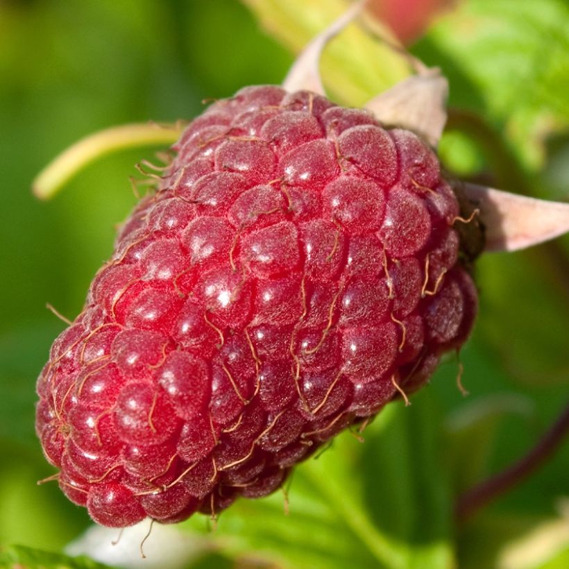 Raspberry Schönemann - Rubus idaeus (Harvest)