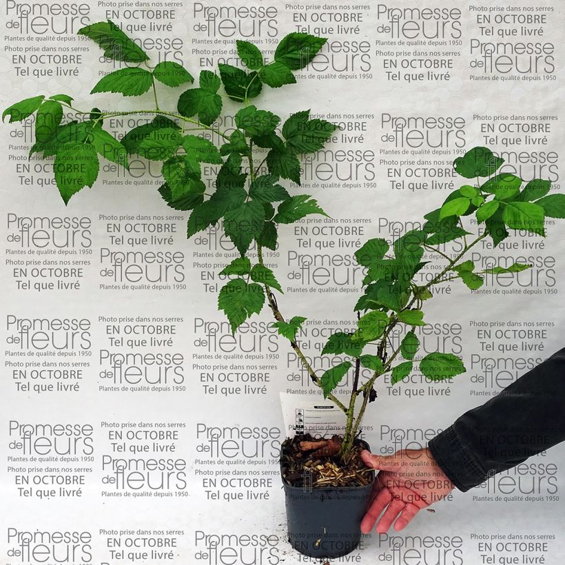 Example of Rubus idaeus Sumo 2 - Raspberry 2L/3L pot, Clump specimen as delivered