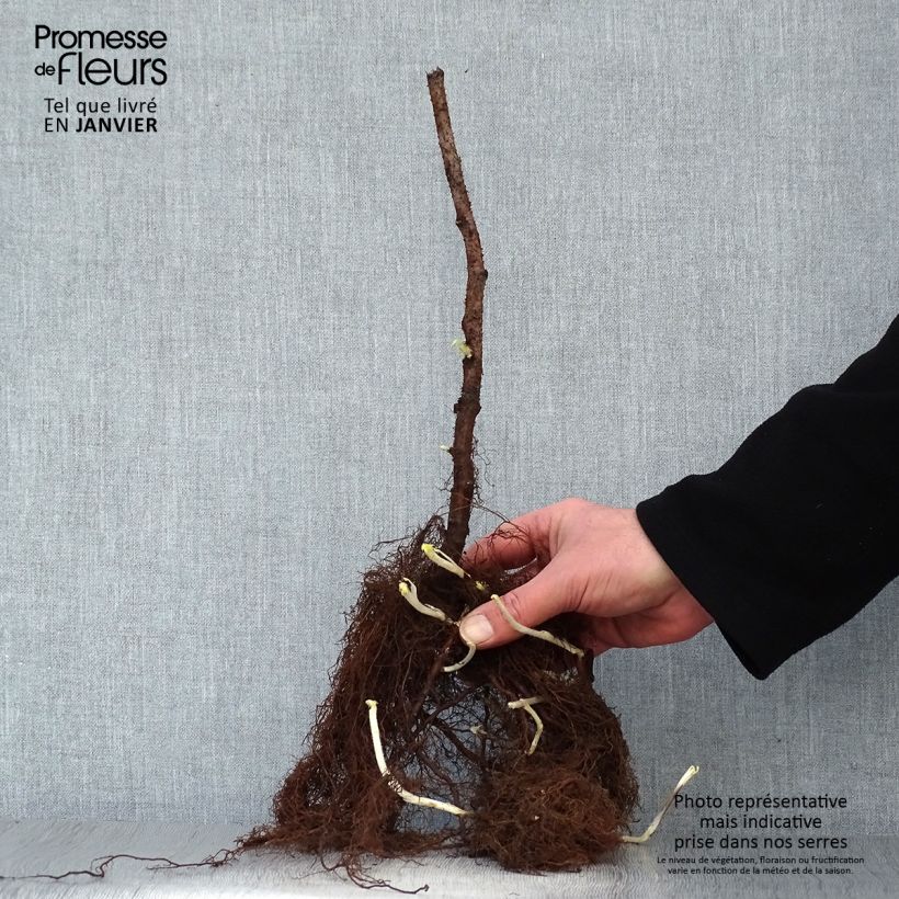 Rubus idaeus Sumo 2 - Raspberry Bare root, Clump sample as delivered in winter