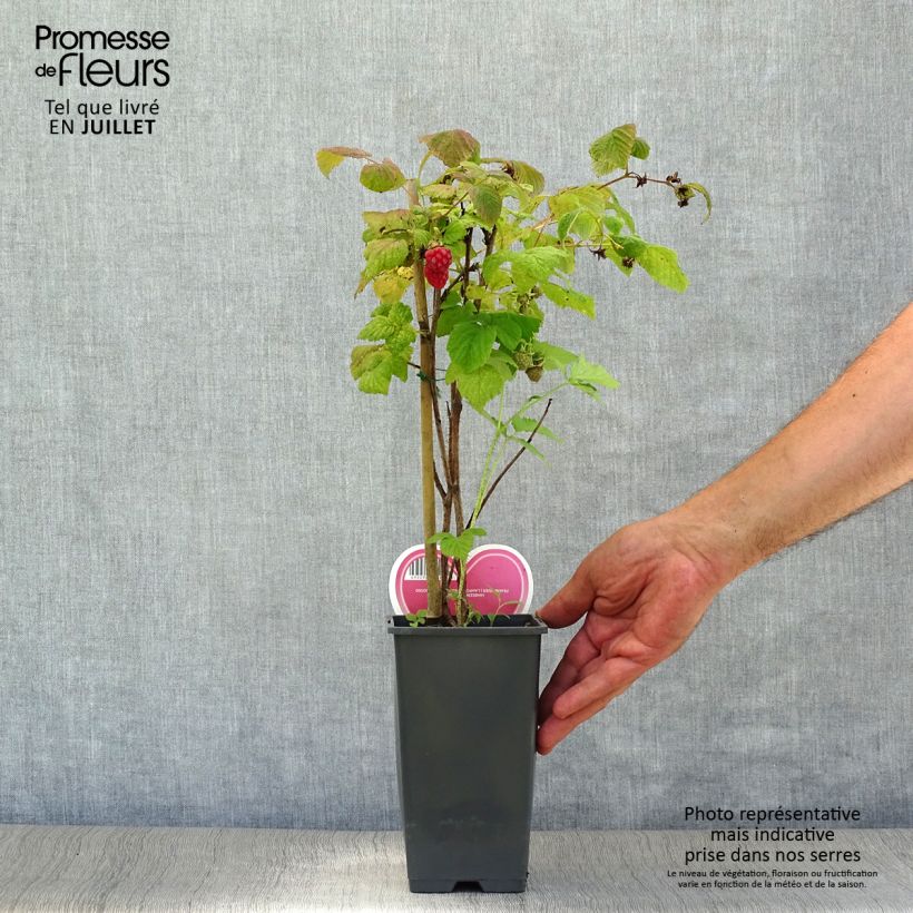 Raspberry Tulameen - Rubus idaeus 2L/3L pot, Bush sample as delivered in summer