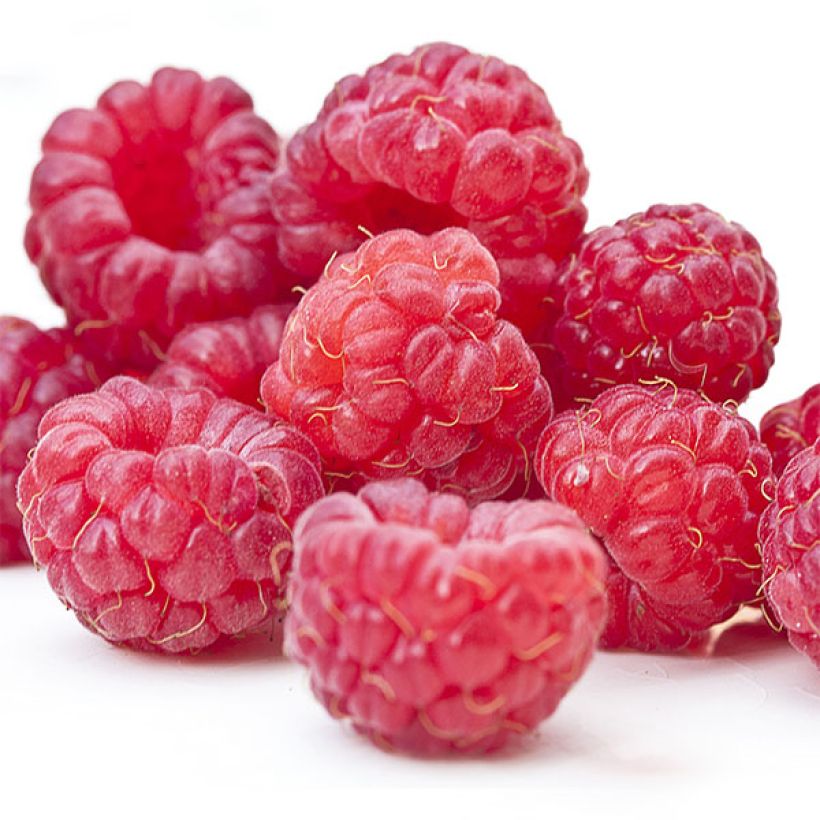 Raspberry Twotimer Sugana Red - Rubus idaeus (Harvest)