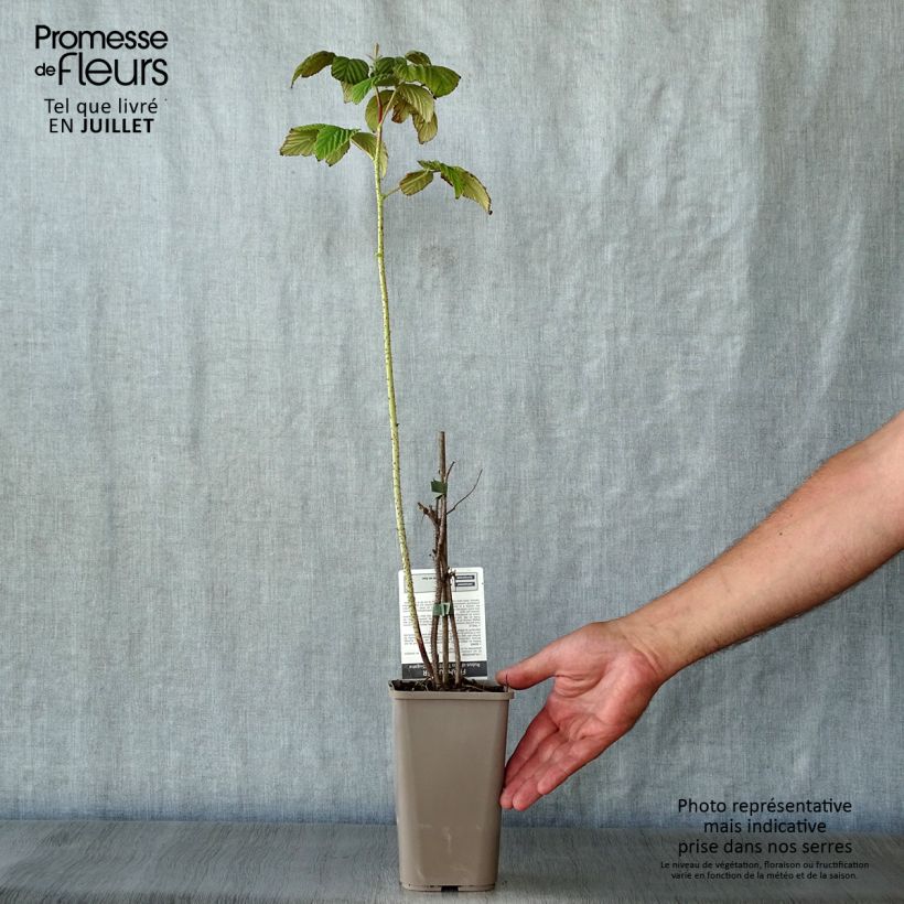 Raspberry Twotimer Sugana Red - Rubus idaeus 1.5L/2L pot, Clump sample as delivered in summer