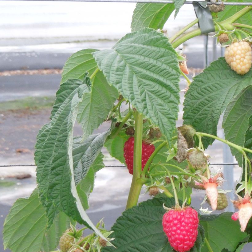 Rubus idaeus Versailles - Raspberry (Foliage)