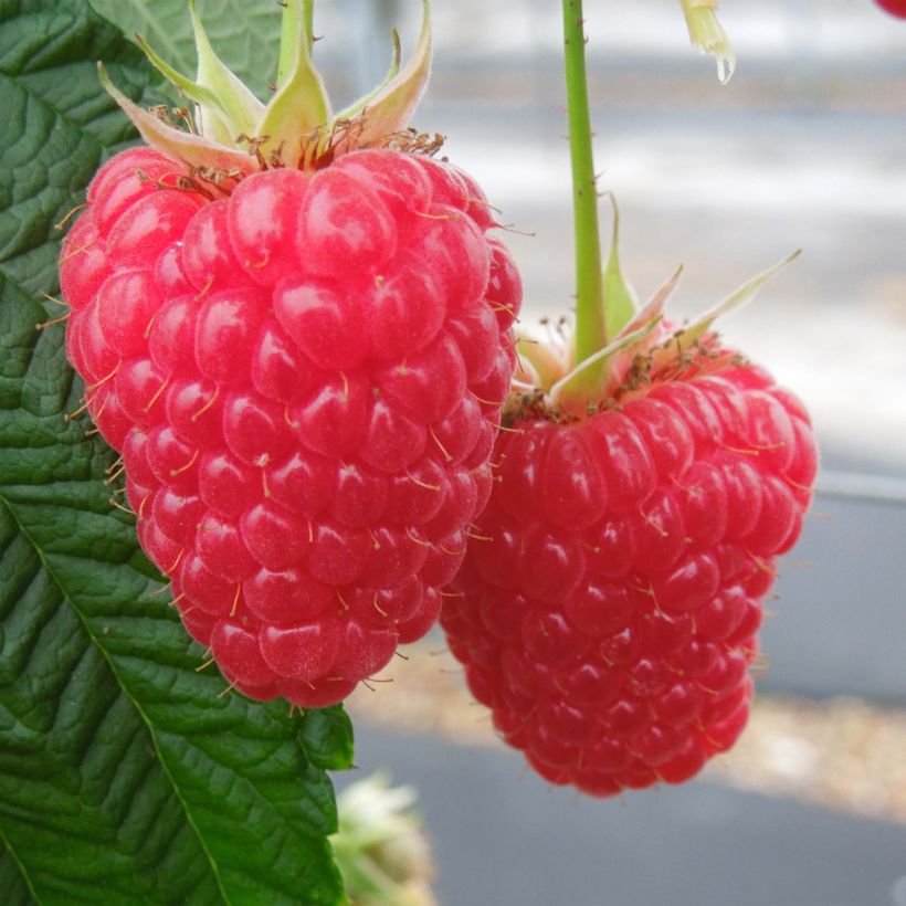 Rubus idaeus Versailles - Raspberry (Harvest)