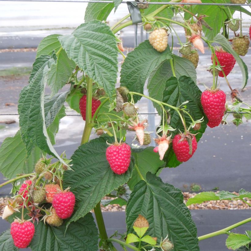 Rubus idaeus Versailles - Raspberry (Plant habit)