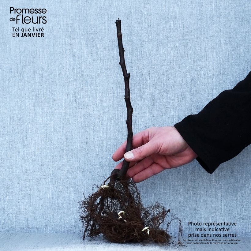 Rubus idaeus Versailles - Raspberry Bare root, Clump sample as delivered in winter