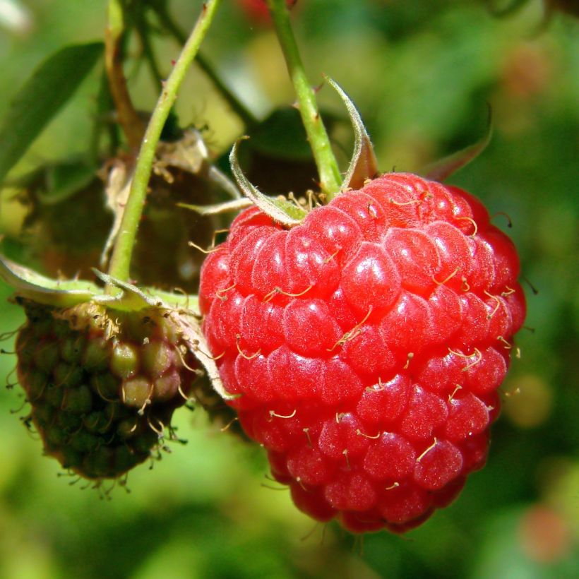 Organic Raspberry Willamette - Rubus idaeus (Harvest)