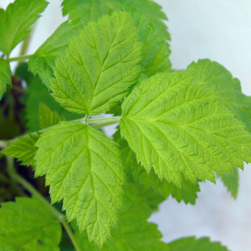 Raspberry Willamette - Rubus idaeus (Foliage)