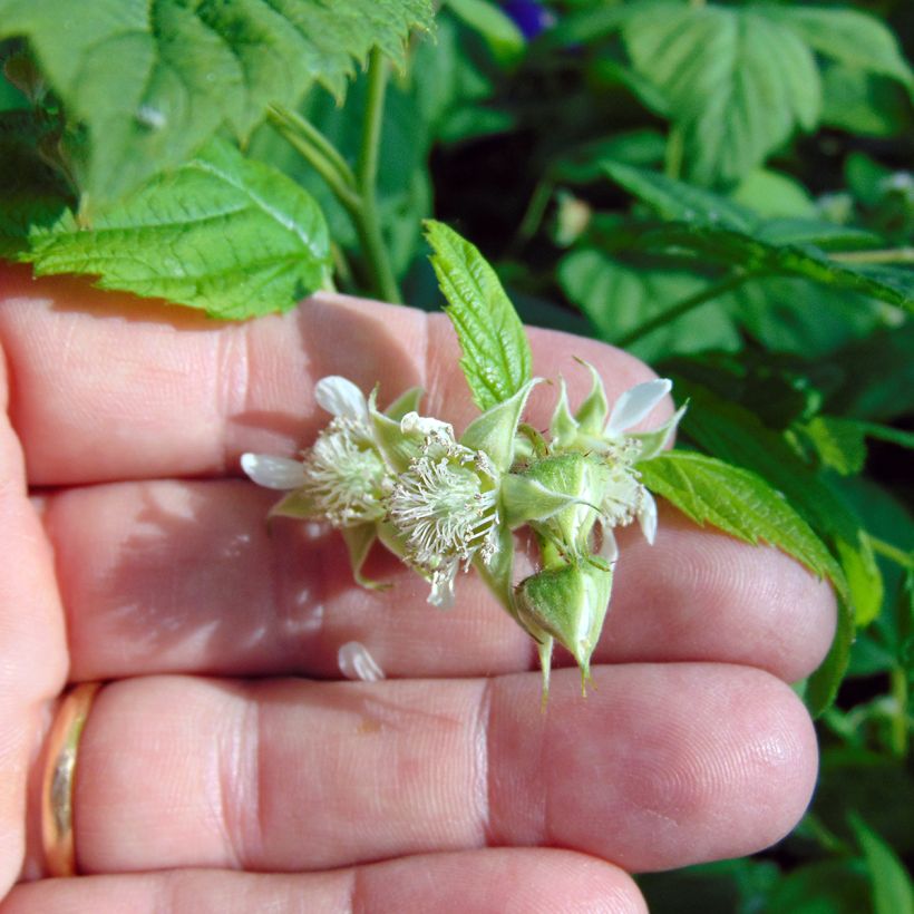 Raspberry Willamette - Rubus idaeus (Flowering)