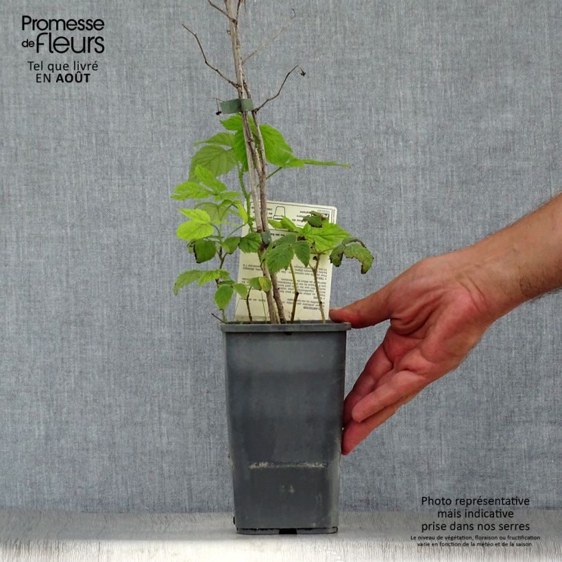 Organic Raspberry Willamette - Rubus idaeus 1.5L/2L pot, Bush sample as delivered in summer