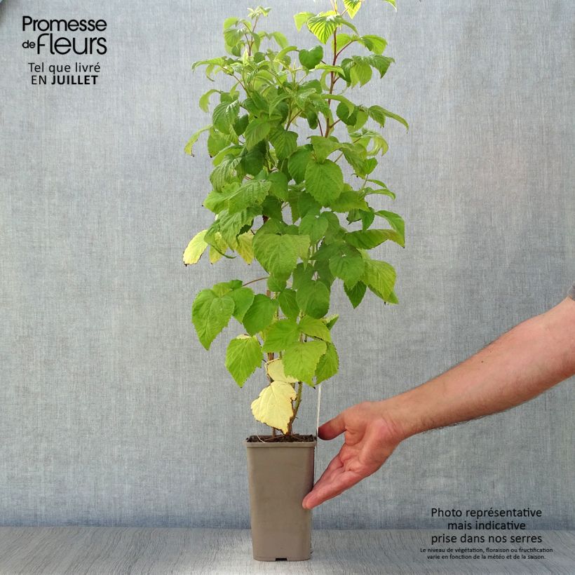 Raspberry Zeva Herfsternte - Rubus idaeus 1.5L/2L pot, Clump sample as delivered in summer