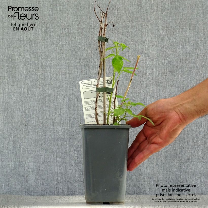 Raspberry Zeva Herfsternte B - Rubus idaeus 1.5L/2L pot, Clump sample as delivered in summer