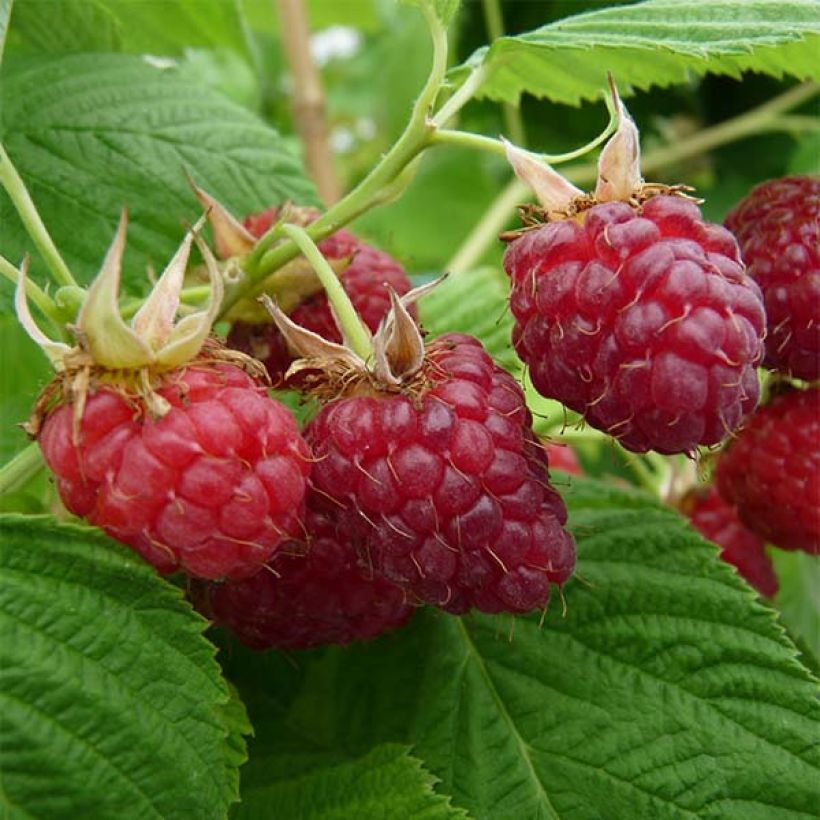 Raspberry Little Red Princess- Rubus idaeus (Harvest)