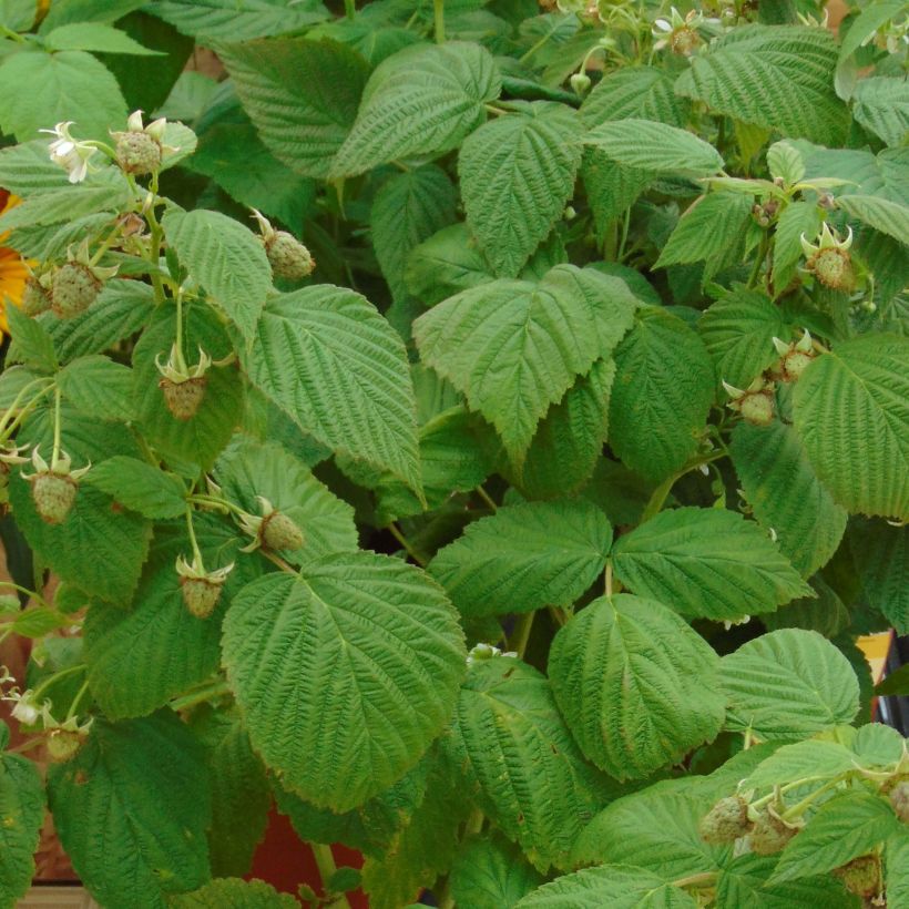 Raspberry Little Sweet Sister- Rubus idaeus (Foliage)