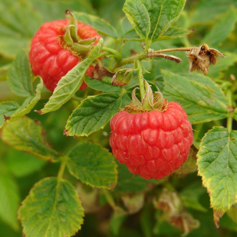 Raspberry Little Sweet Sister- Rubus idaeus (Harvest)