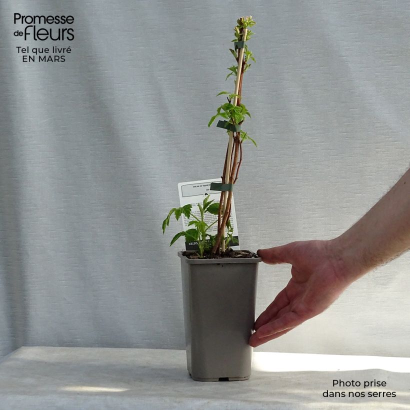 Raspberry Little Sweet Sister- Rubus idaeus 1.5L/2L pot, Clump sample as delivered in spring