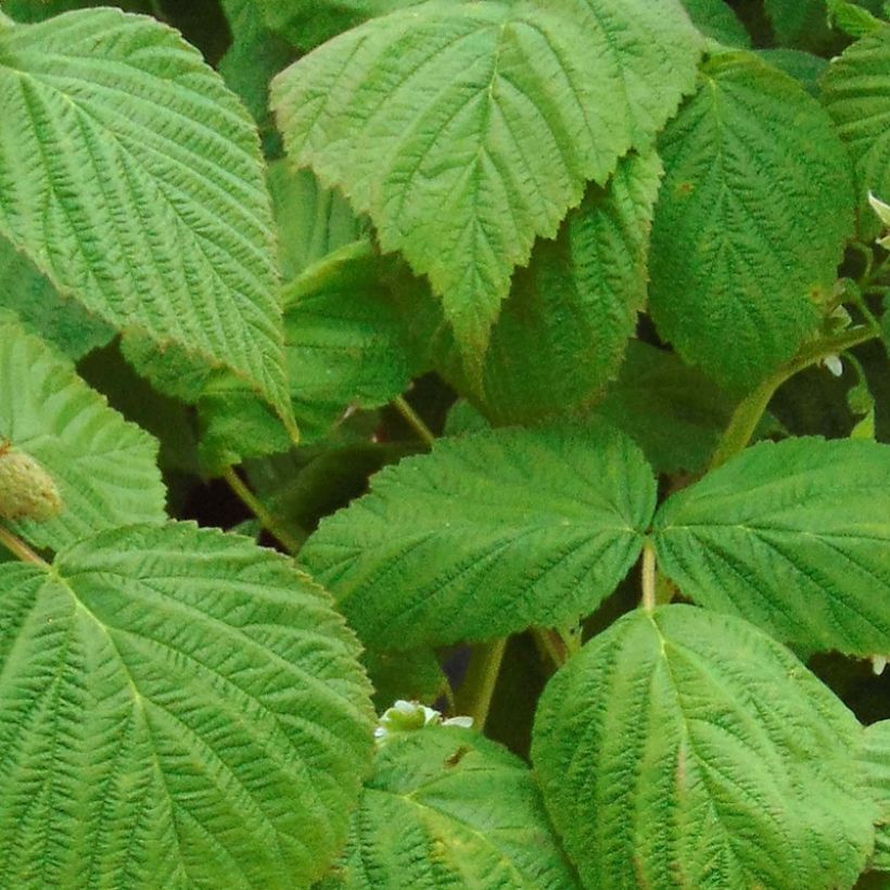 Organic Raspberry Little Sweet Sister- Rubus idaeus (Foliage)