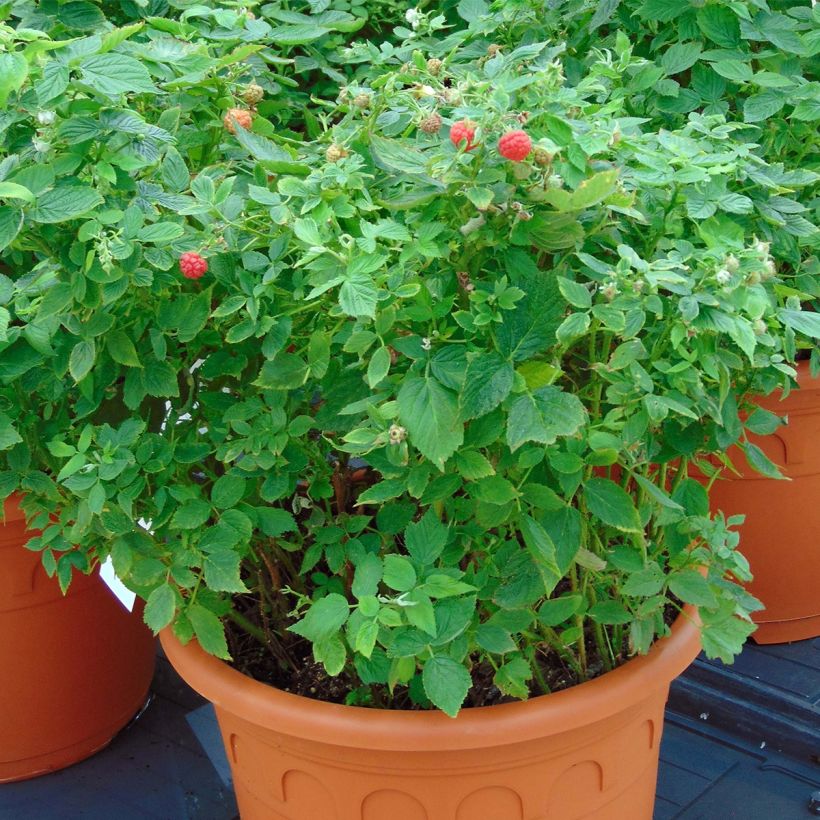 Raspberry Little Sweet Sister- Rubus idaeus (Plant habit)