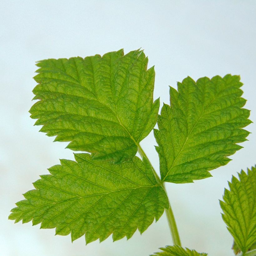 Raspberry Ruby Beauty- Rubus idaeus (Foliage)