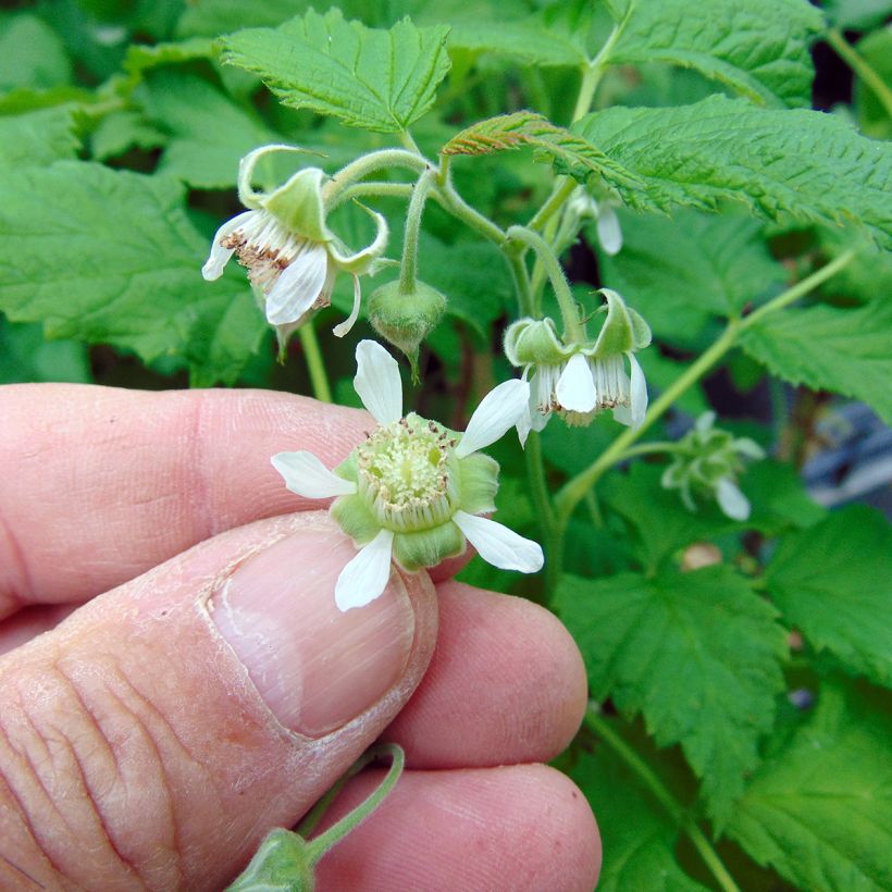 Raspberry Ruby Beauty- Rubus idaeus (Flowering)