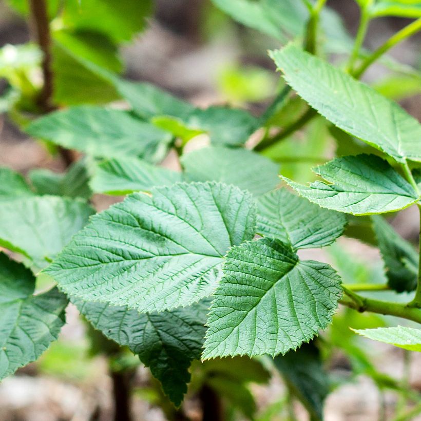 Raspberry Bella Aromatica (Everbearing) - Rubus idaeus (Foliage)