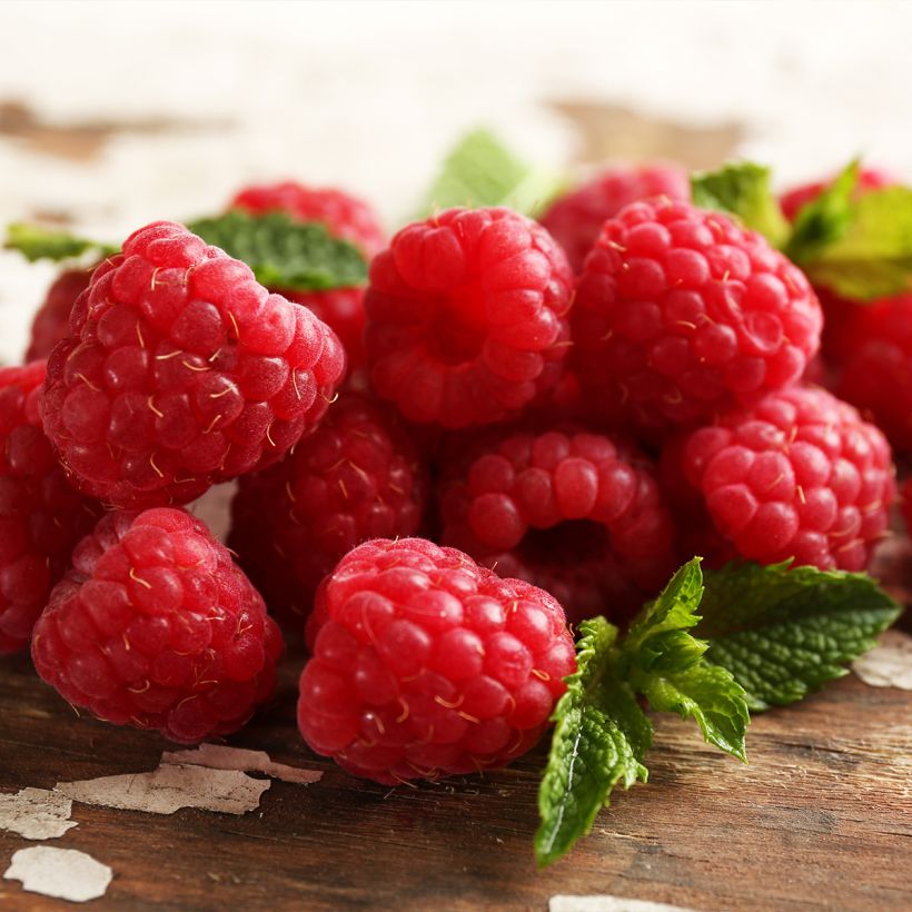 Raspberry Bella Aromatica (Everbearing) - Rubus idaeus (Harvest)