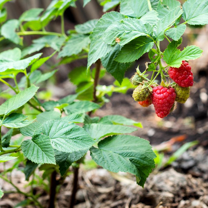 Raspberry Bella Aromatica (Everbearing) - Rubus idaeus (Plant habit)