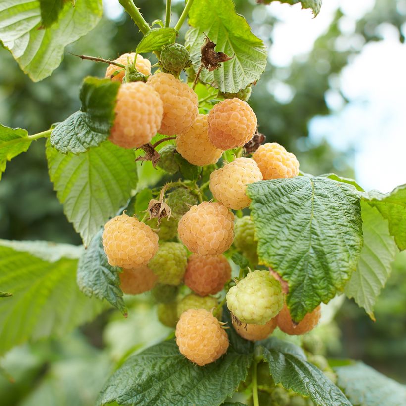 Raspberry Lowberry Goodasgold- Rubus idaeus (Harvest)