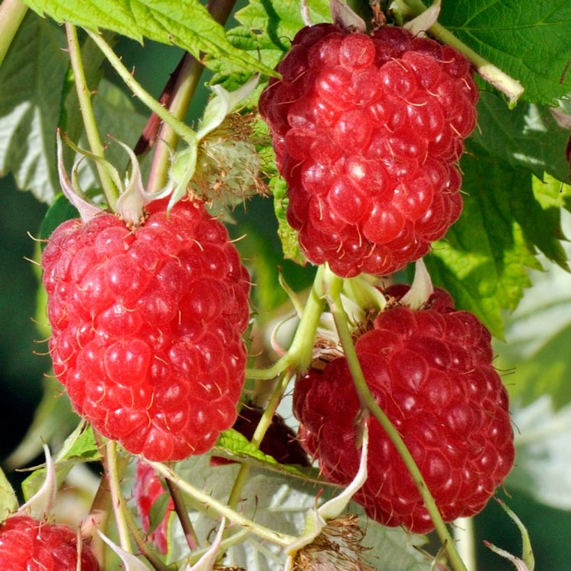 Raspberry Sanibelle (Everbearing) - Rubus idaeus (Harvest)