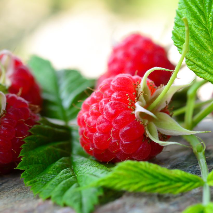 Raspberry Scepter - Rubus idaeus (Harvest)