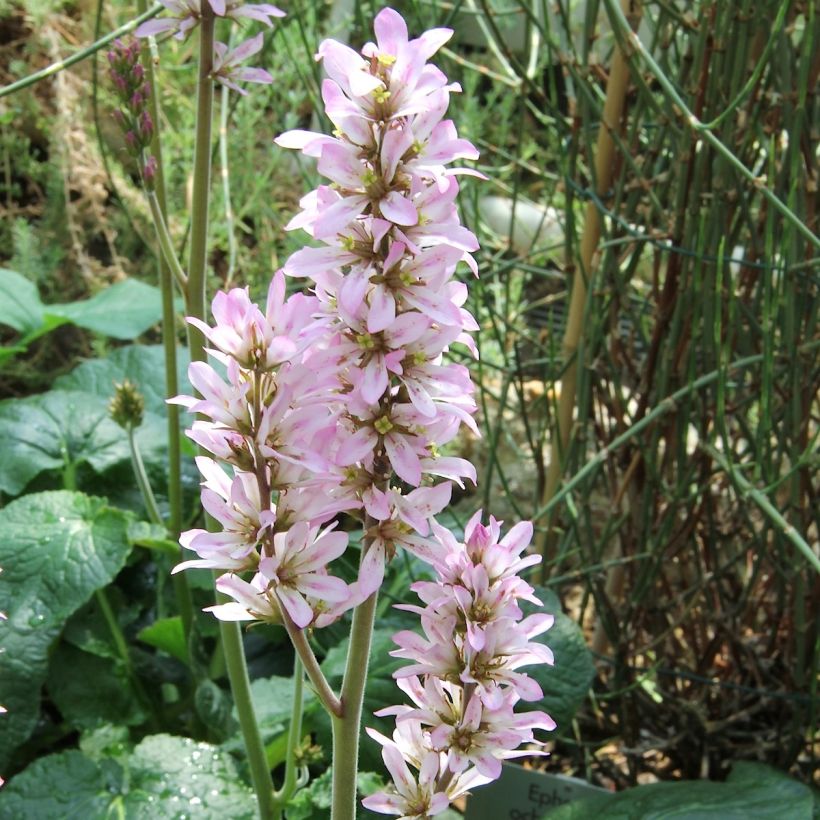 Francoa appendiculata (Flowering)