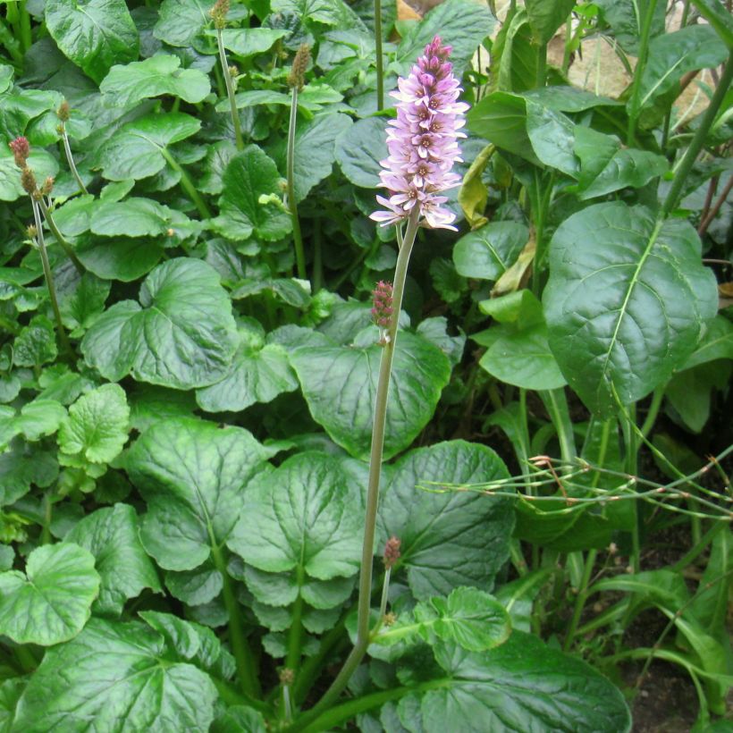 Francoa appendiculata (Plant habit)