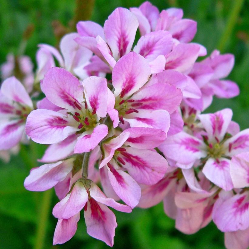 Francoa ramosa (Flowering)