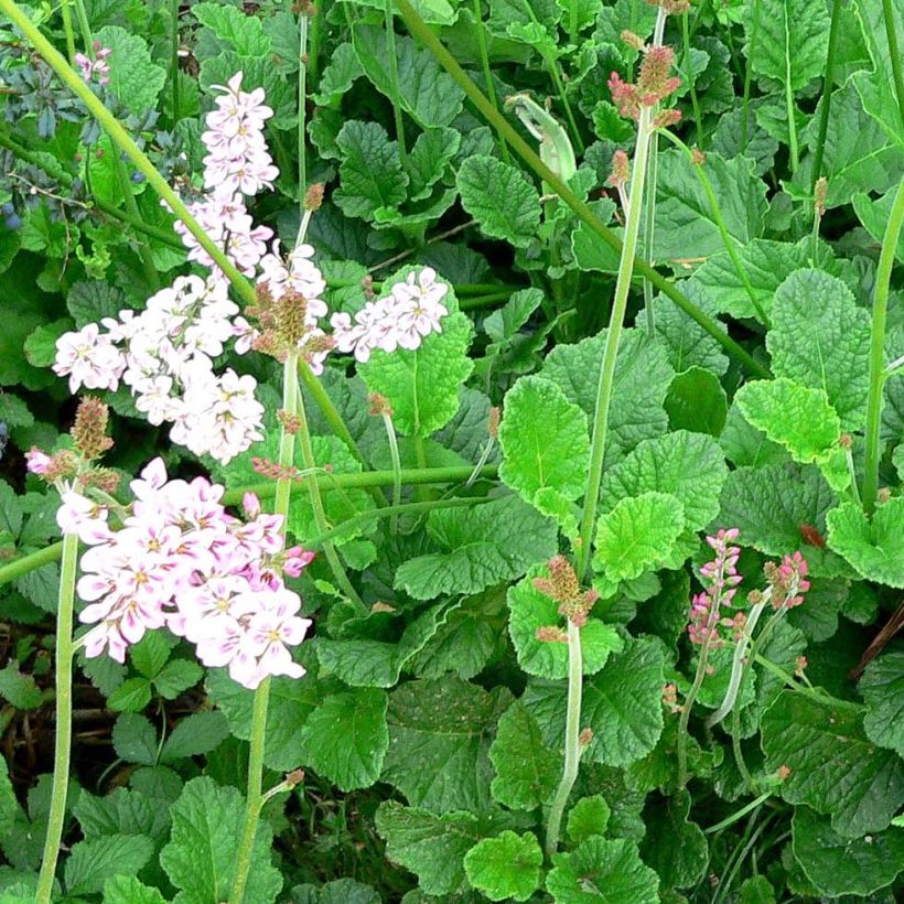 Francoa ramosa (Plant habit)