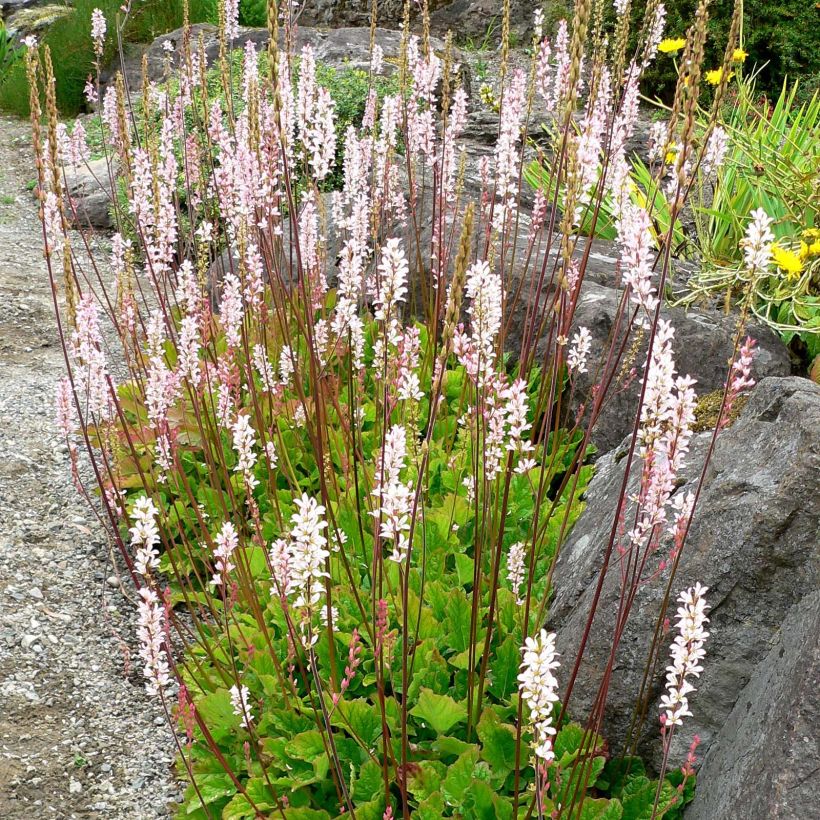 Francoa sonchifolia (Plant habit)