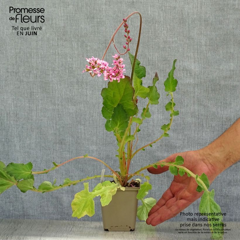 Francoa sonchifolia 8/9 cm pot sample as delivered in summer