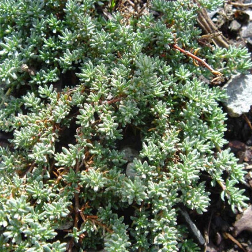 Frankenia laevis (Foliage)