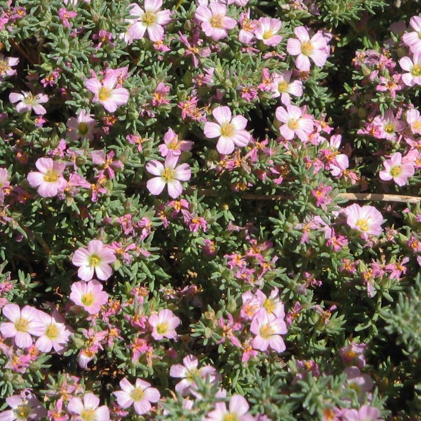 Frankenia laevis (Flowering)