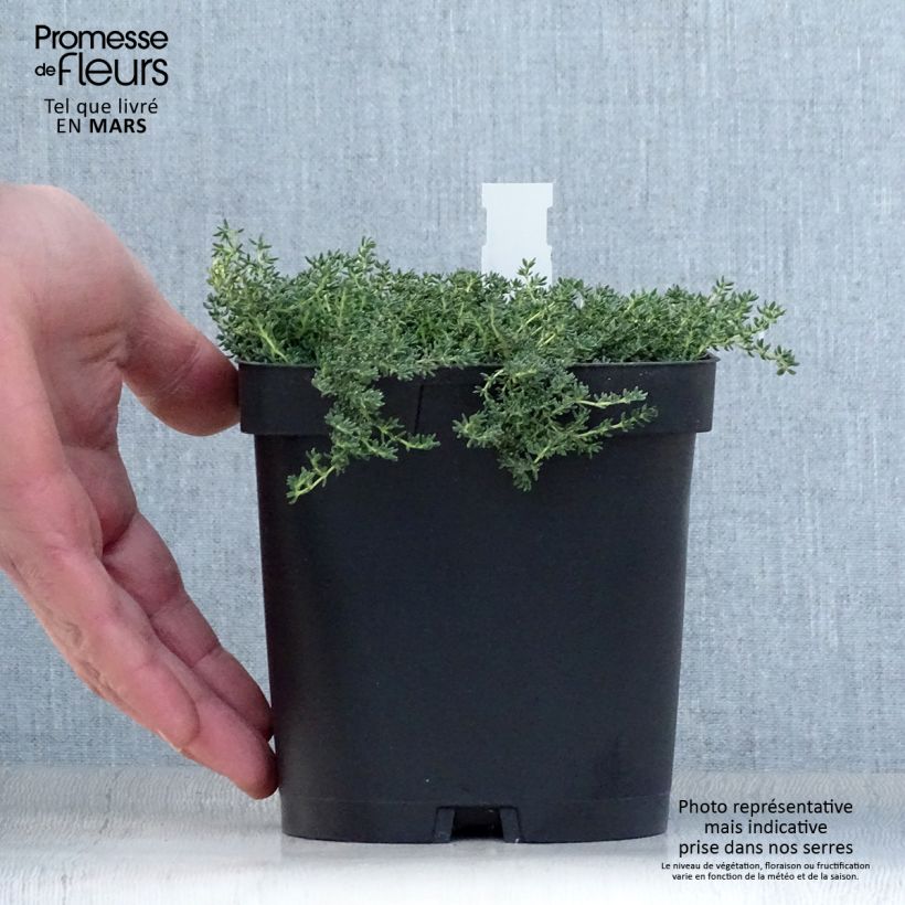 Frankenia laevis 2L/3L pot sample as delivered in spring