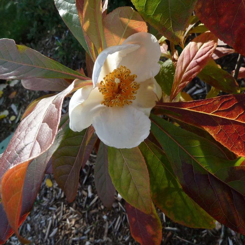 Franklinia alatamaha (Flowering)