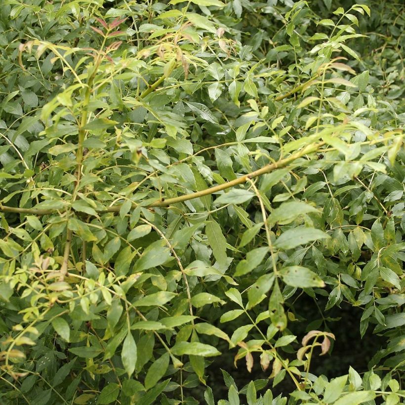 Fraxinus excelsior - Ash (Foliage)